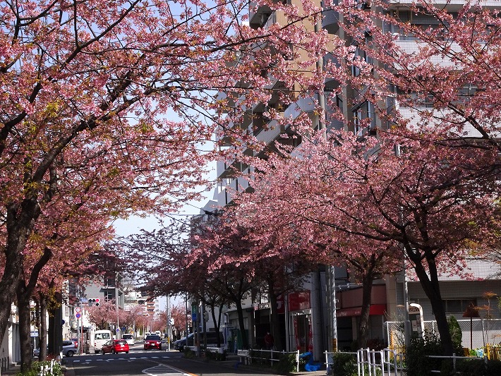 名古屋 大寒 桜 早く咲く「早咲き桜」の種類を寒桜、冬桜、河津桜などなど時期ごとに紹介！
